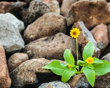 Plant indicating life